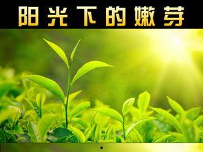 嫩芽视频在线视频,探索在线视频新潮流