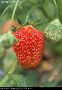 红草莓在线视频观看,揭秘在线视频的魅力之旅