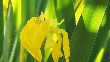 蜜蜂成年在线视频观看,在线视频带你领略成年蜜蜂的奇妙世界