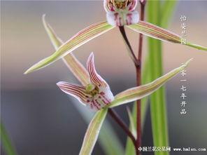 叁花贰叶在线视频,探寻东方美学与生活哲学的视觉盛宴